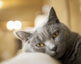 шартрез кошка